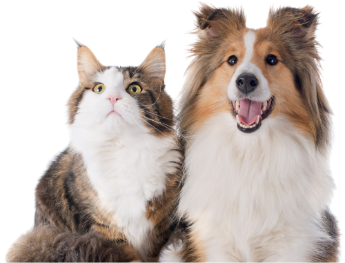 A friendly cat and dog side by side